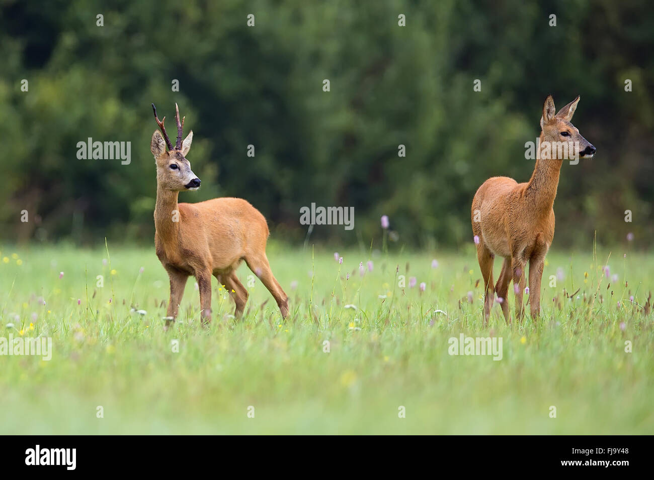 Buck deer with roe-deer in the wild Stock Photo