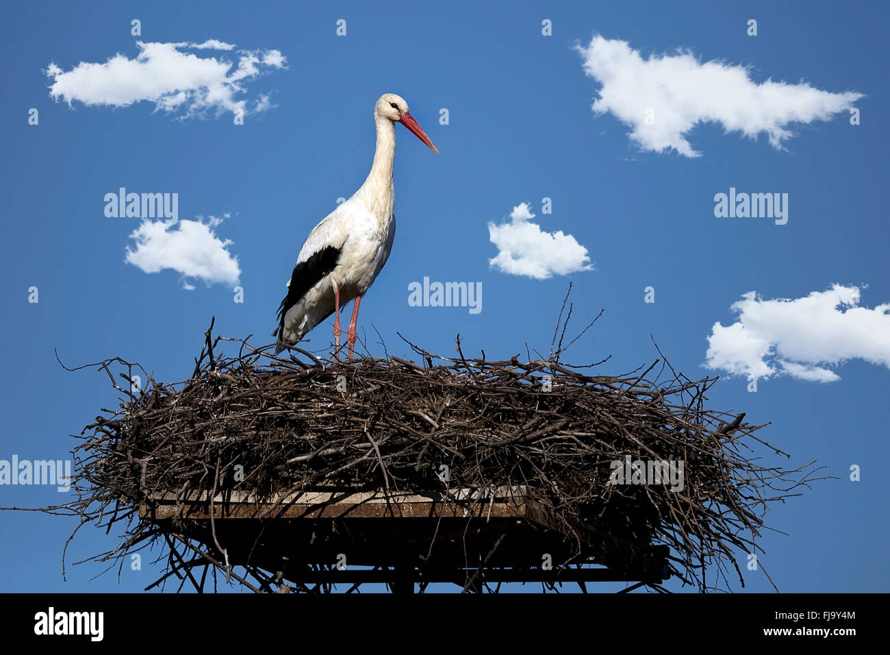 Blue nest hires stock photography and images Alamy