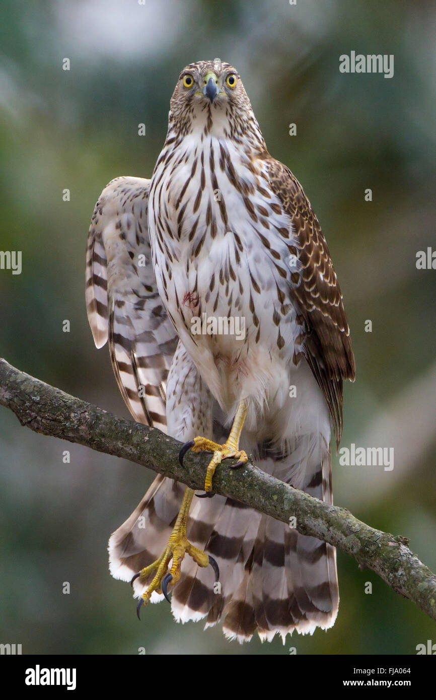 Cooper's Hawk stretching Stock Photo