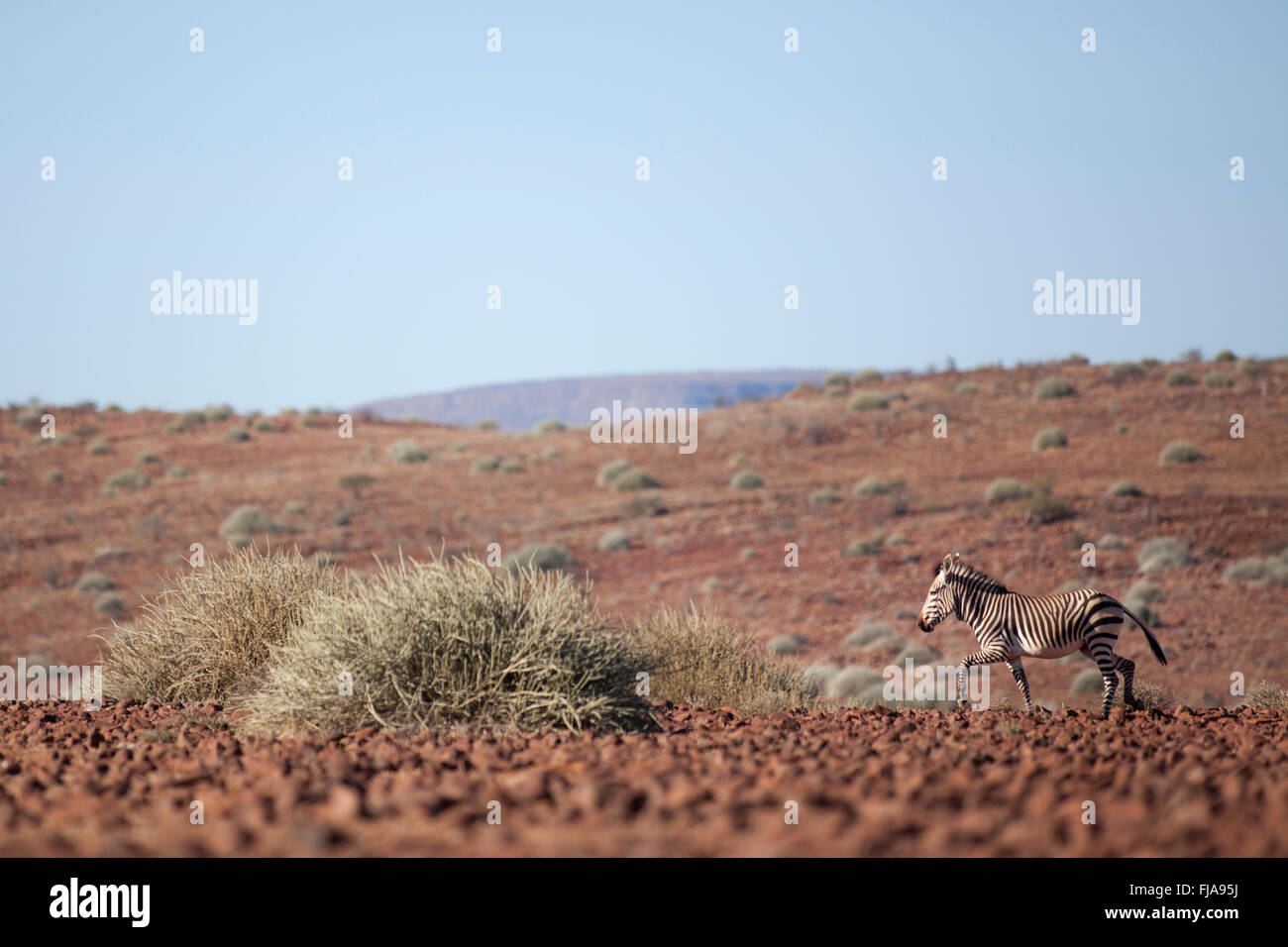 Zebra in the Palmwag concession Stock Photo Alamy