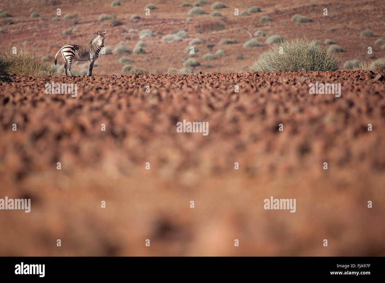 Zebra in the Palmwag concession Stock Photo Alamy