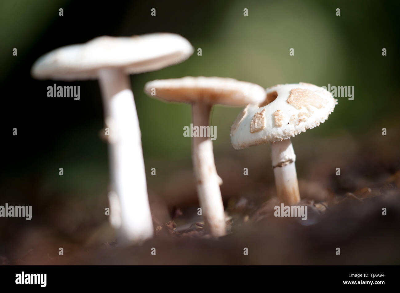 FRUITING BODY OF FUNGI Stock Photo Alamy