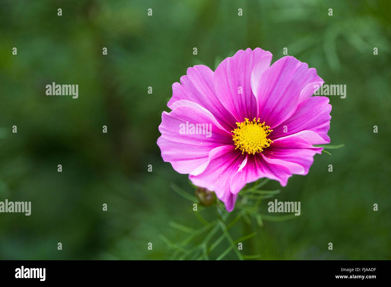 Cosmos bipinnatus flower. Stock Photo