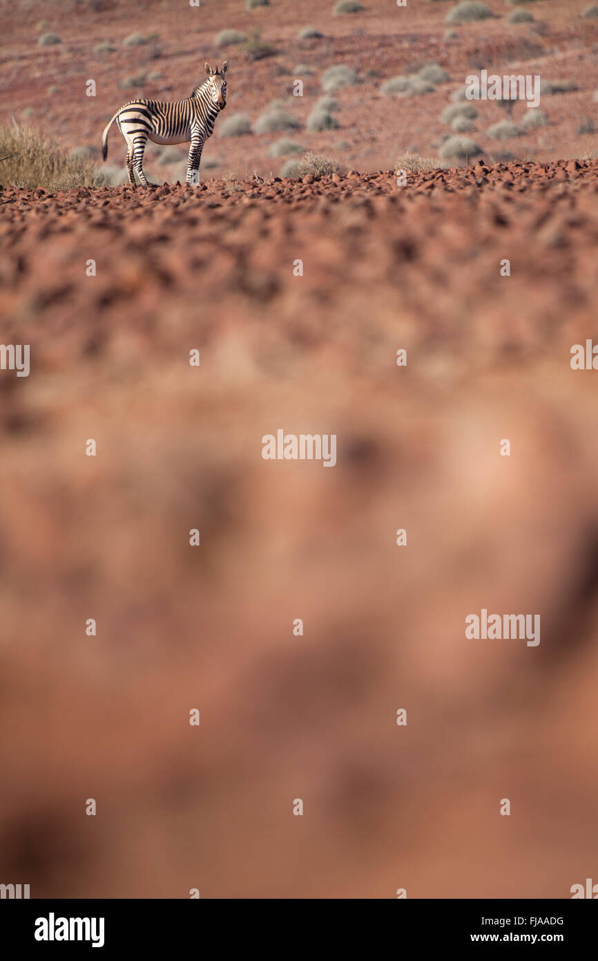 Zebra in the Palmwag concession Stock Photo Alamy