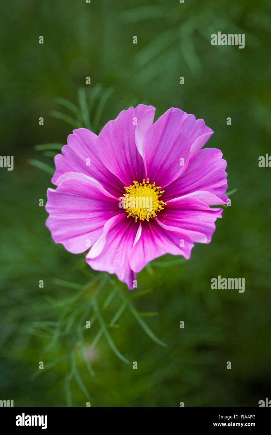 Cosmos bipinnatus flower. Stock Photo