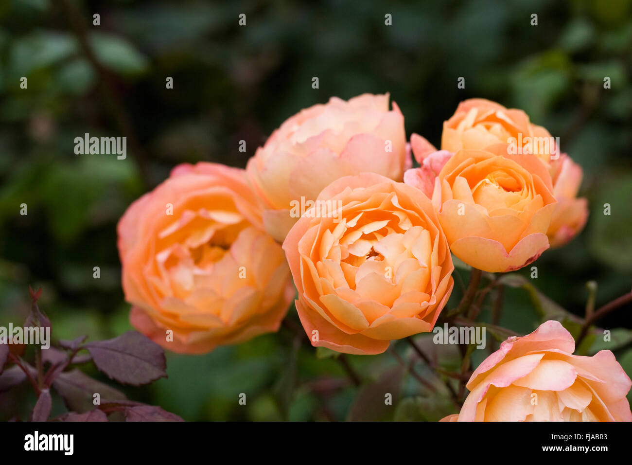 Rosa Lady Emma Hamilton High Resolution Stock Photography And Images Alamy