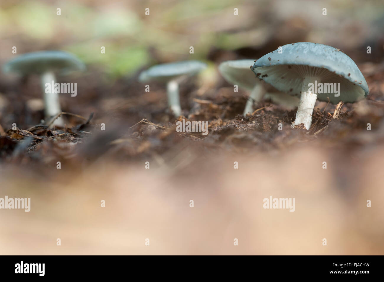 FRUITING BODY OF ANISEED FUNNEL, CLITOCYBE ODORA FUNGI, GREAT BRITAIN Stock Photo