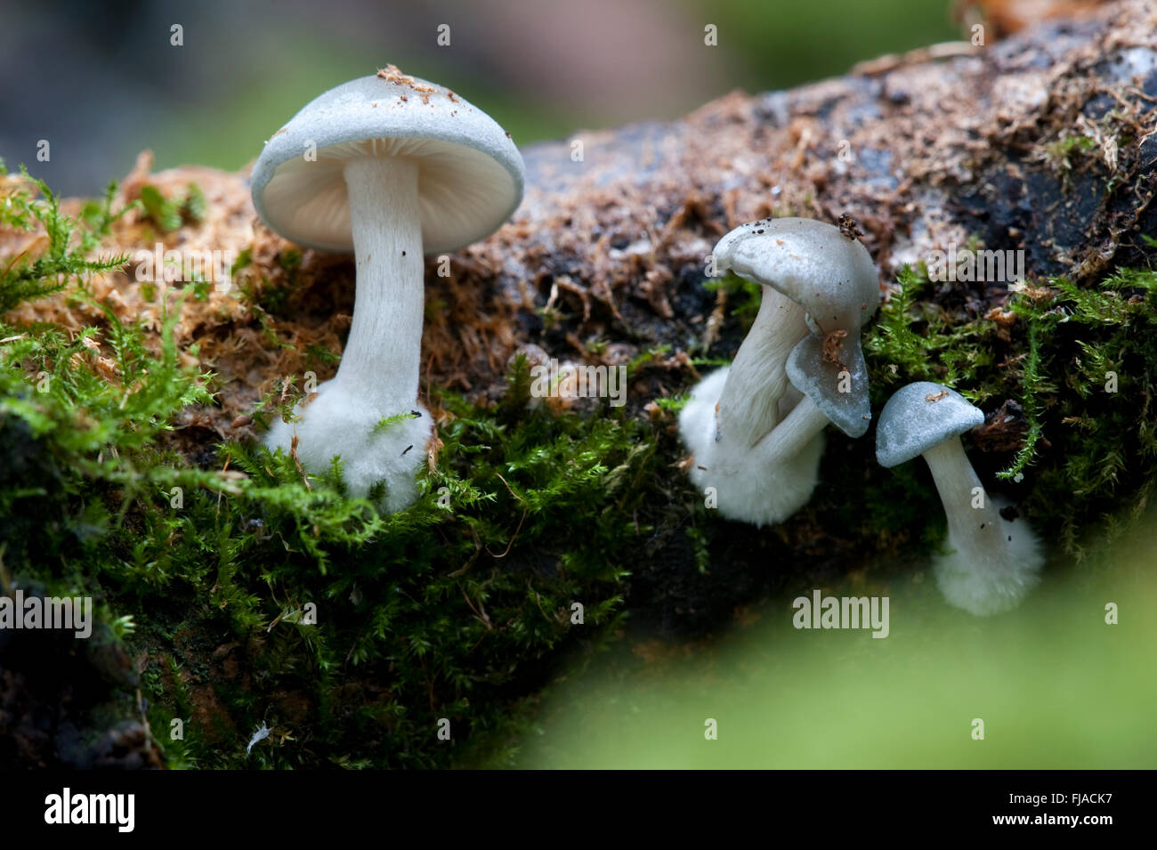 ANISEED FUNNEL,CLITOCYBE ODORA FRUITING BODY OF FUNGI Stock Photo