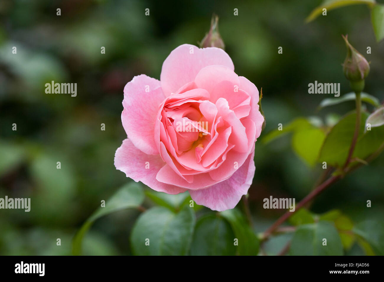 Rosa Strawberry Hill 'Ausrimini'. Pink shrub rose in an English garden. Stock Photo
