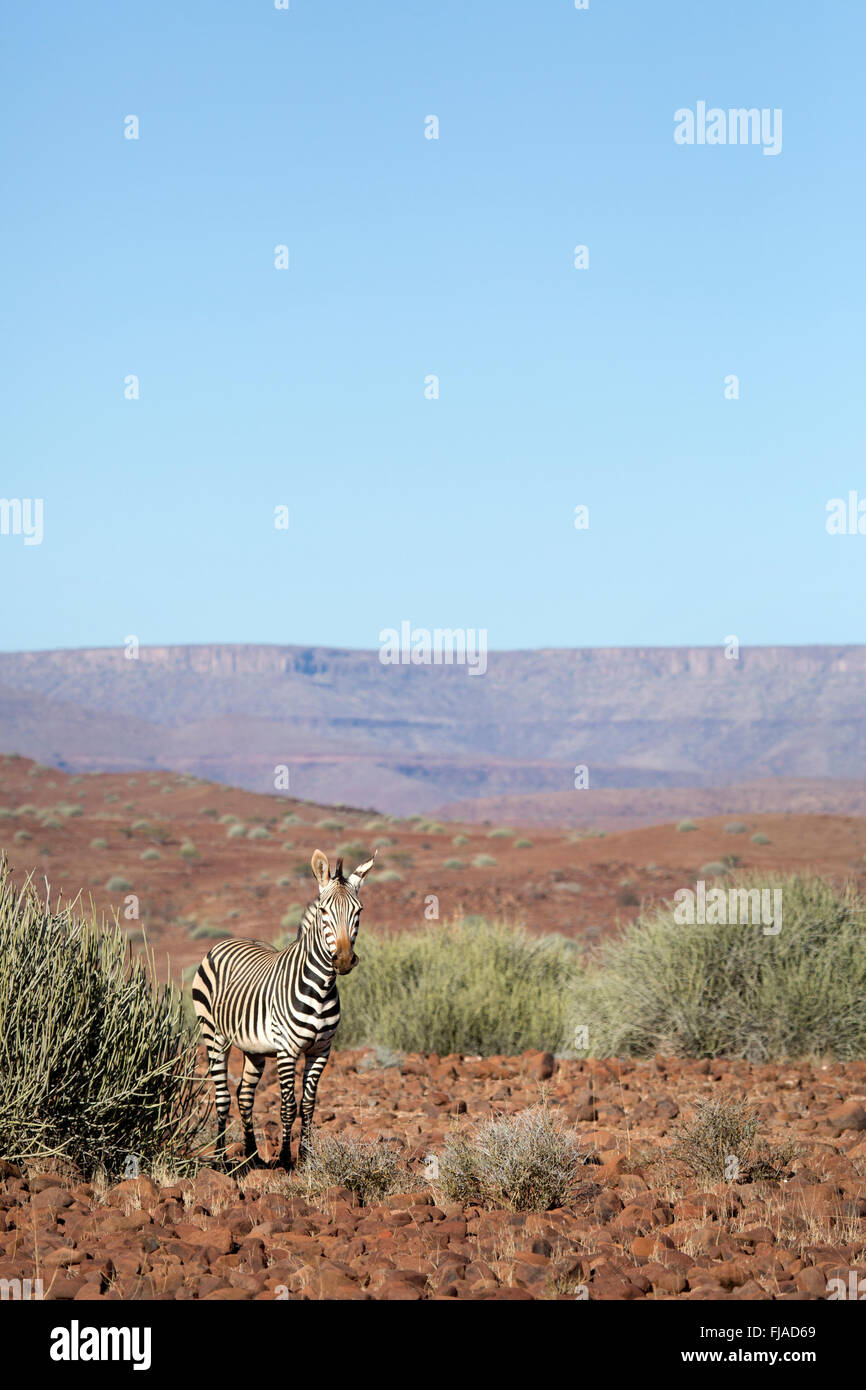 Zebra in the Palmwag concession Stock Photo Alamy