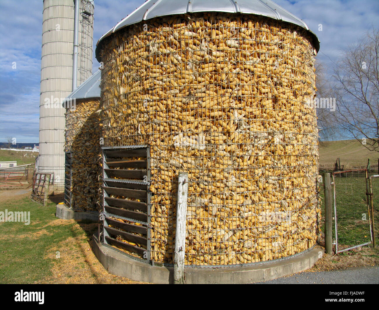 silos full of corn stock photo 97346075 alamy corn silo