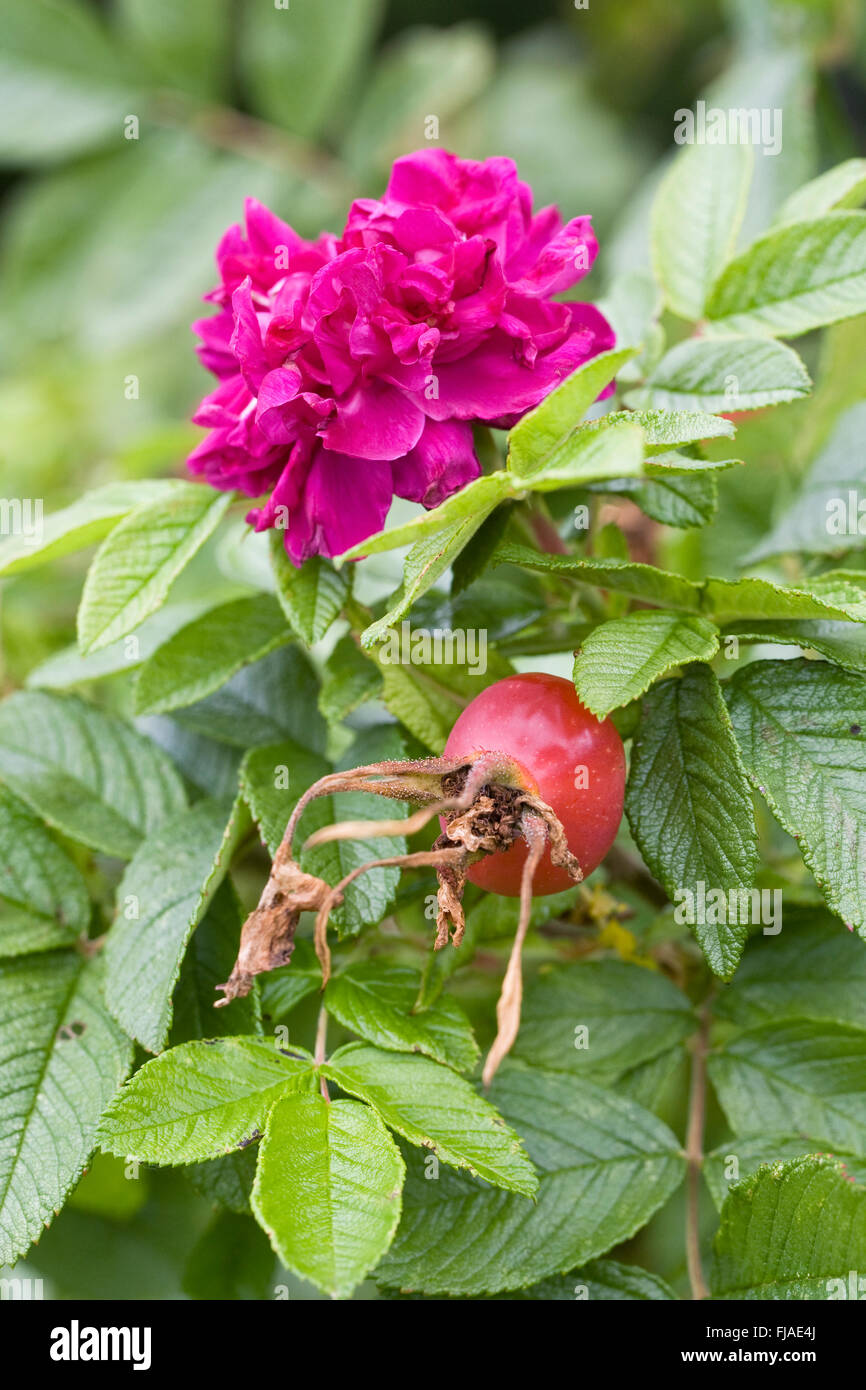 Rosa rugosa hip in late summer. Rose hip and flower. Stock Photo