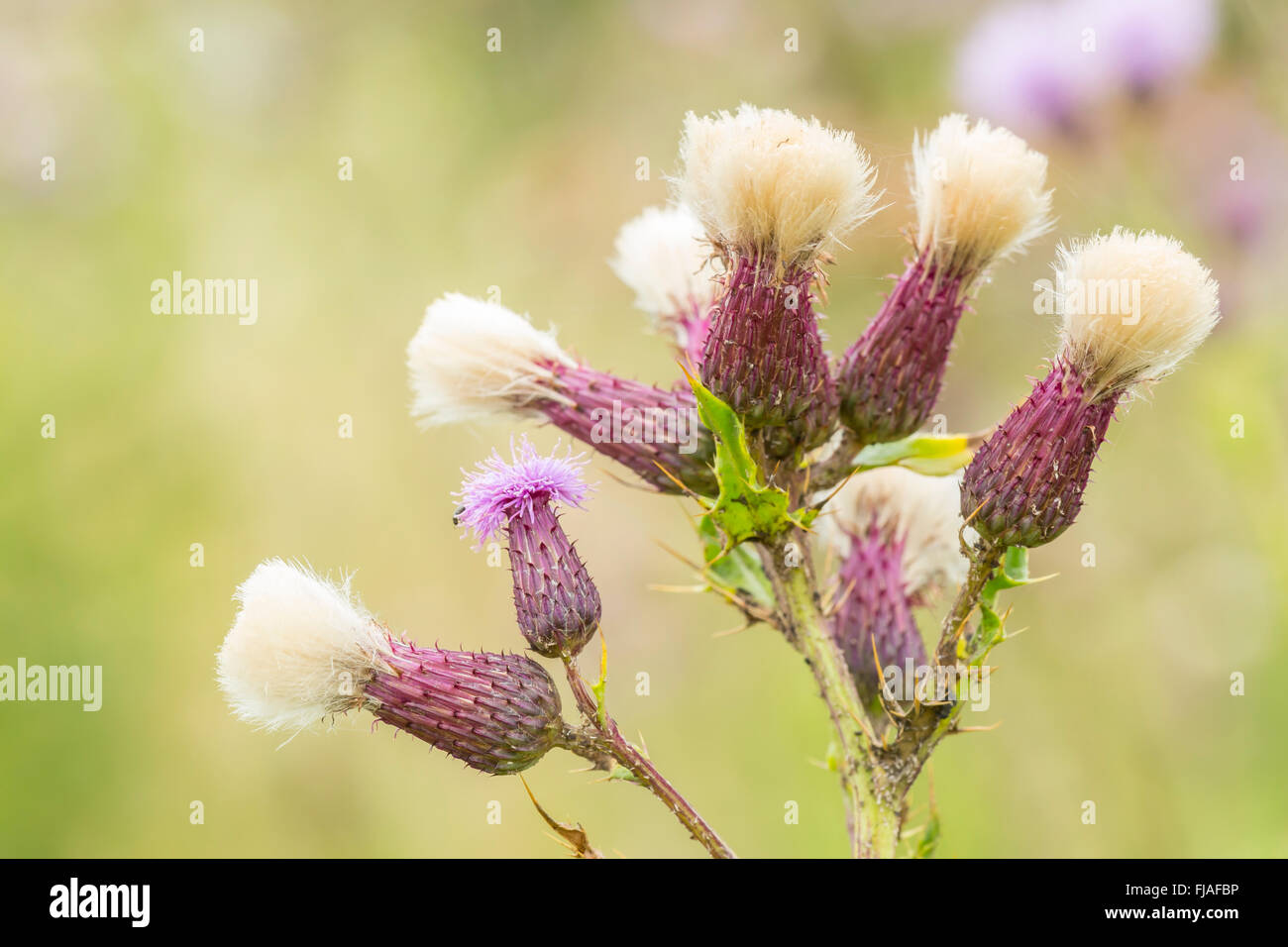 Flower heads of Creeping thistle (Cirsium arvense) Stock Photo