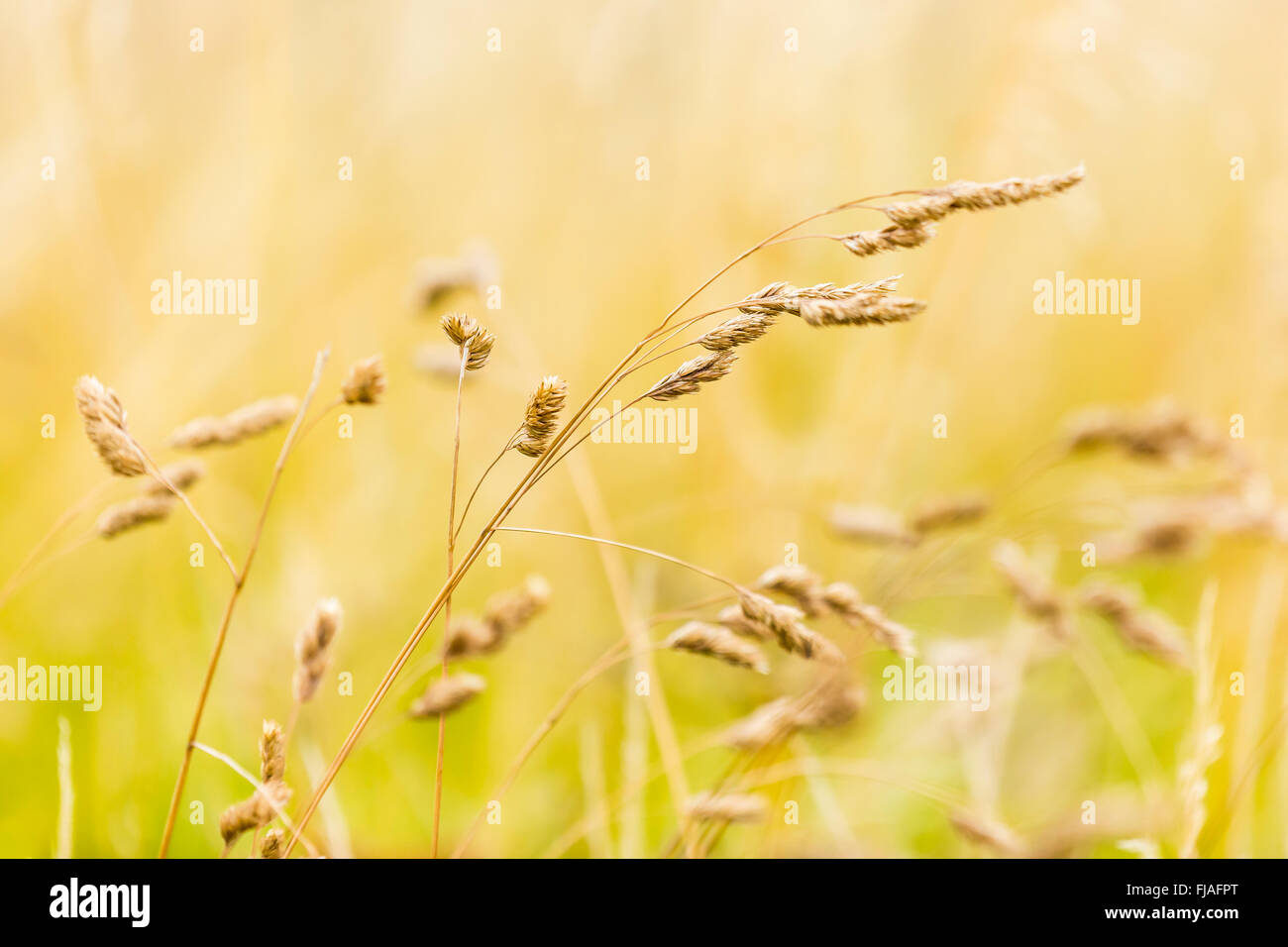 Grass seed heads meadow hires stock photography and images Alamy