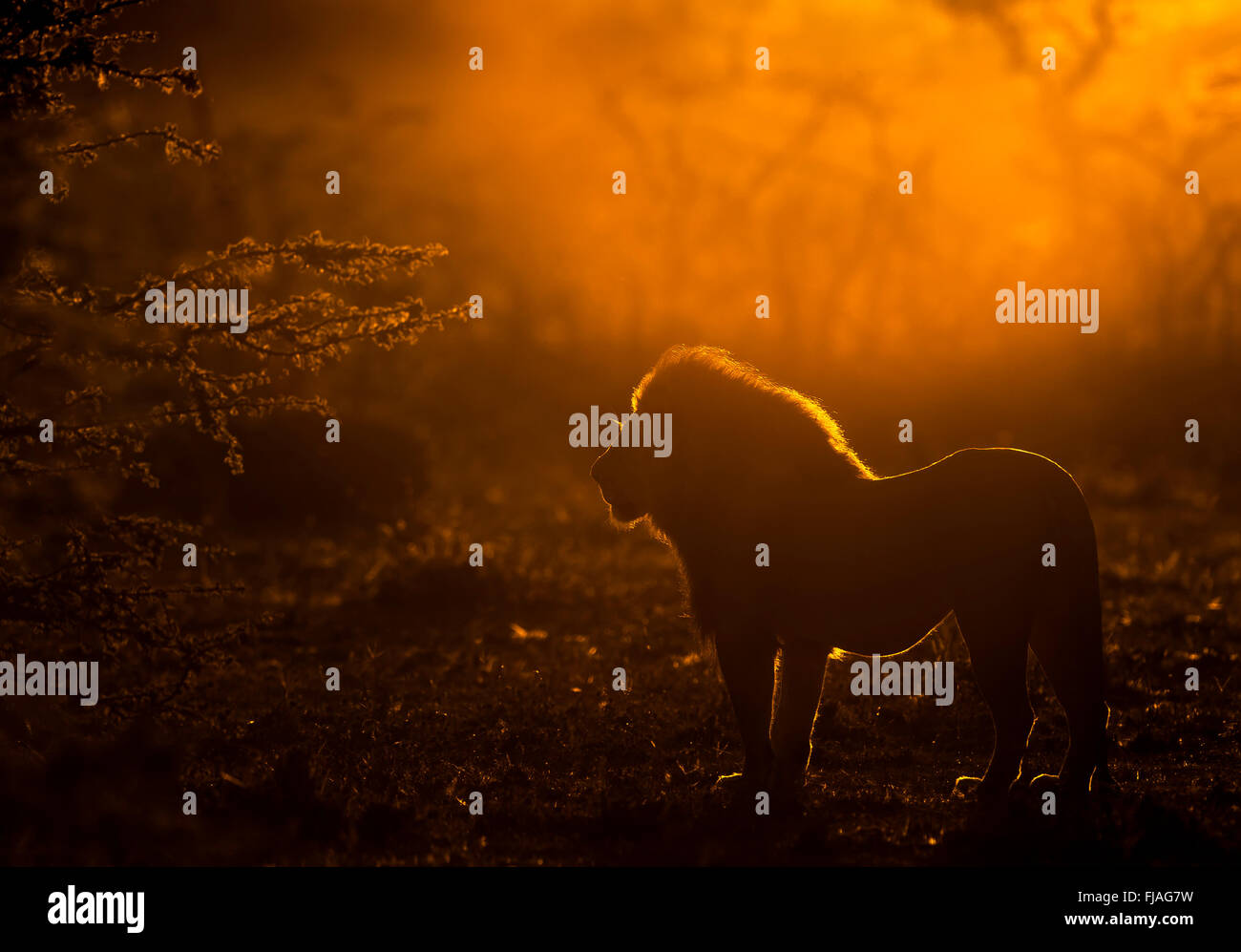 Adult male lion (Panthera leo) at dawn Mara Naboisho conservancy Kenya Africa Stock Photo