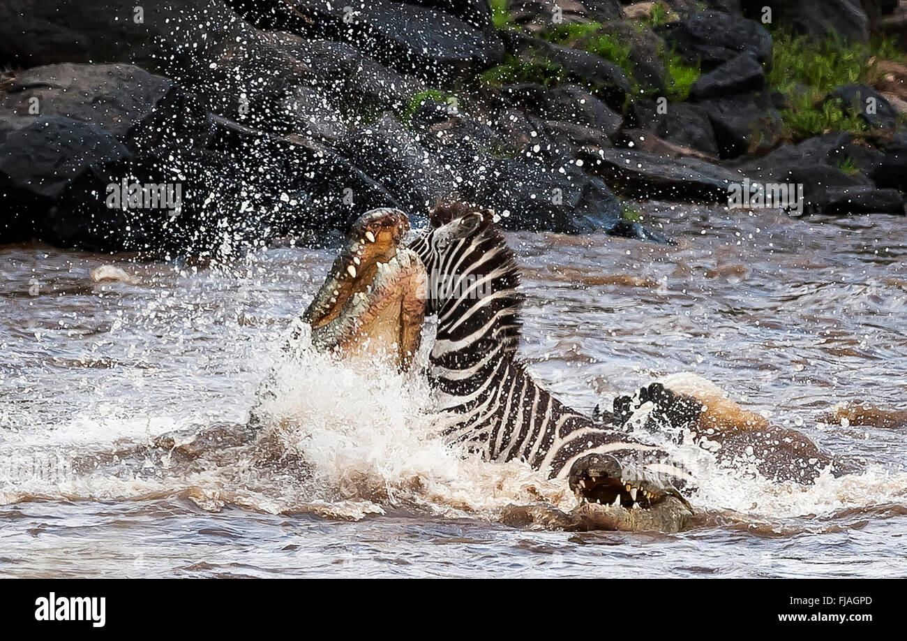 Nile crocodile (Crocodylus niloticus) taking on adult zebra Masai Mara National Reserve Kenya Africa Stock Photo