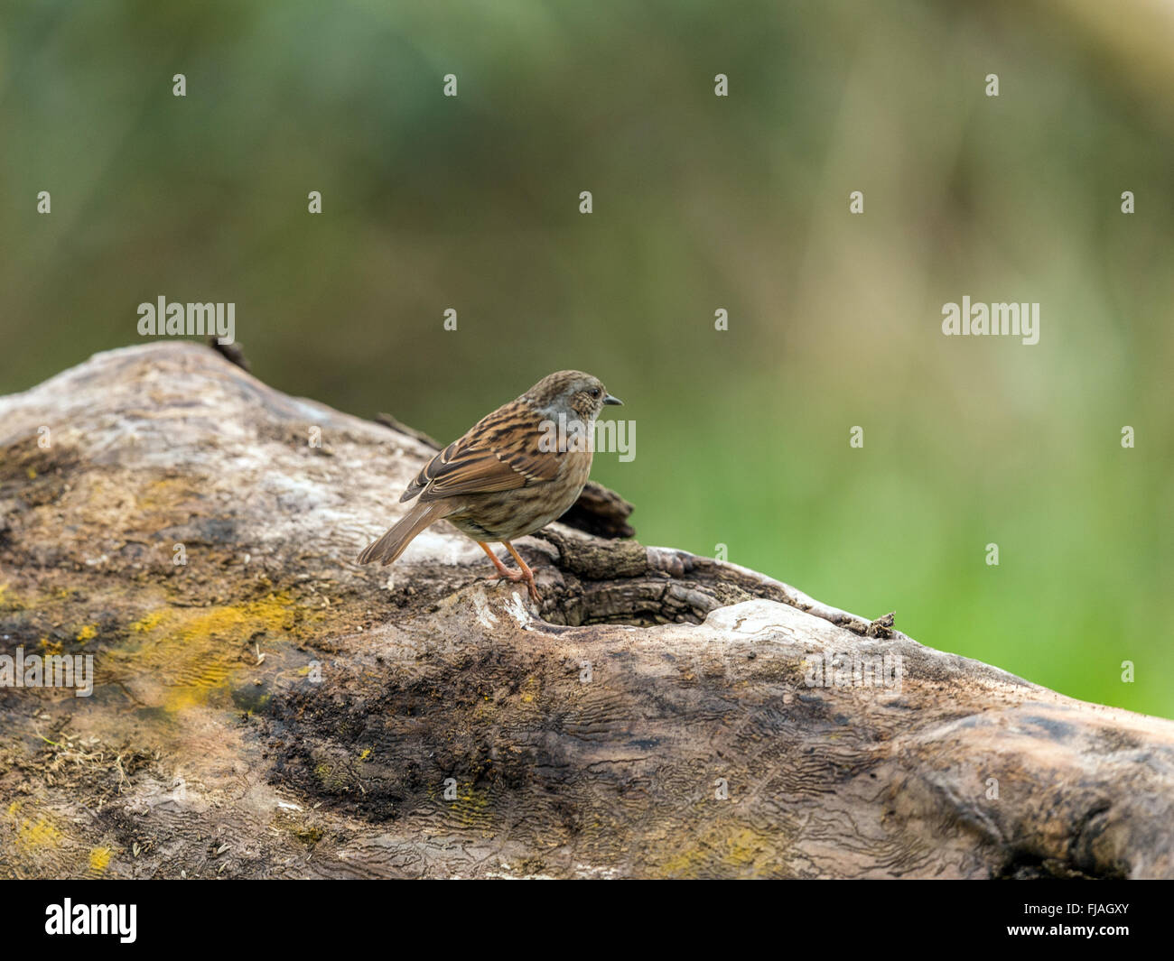 Beautiful Dunnock (Prunella modularis) foraging in woodland setting. 'Depicted on a log, isolated against a woodland backdrop' Stock Photo