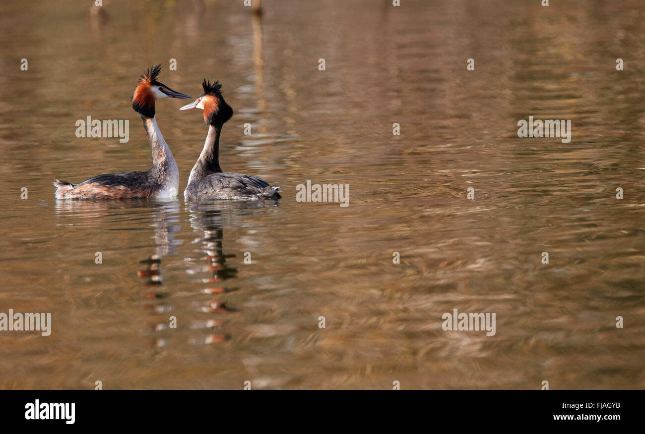 Pair of Great Crested Grebes courting. River Thames, West Molesey, Surrey, England. Stock Photo