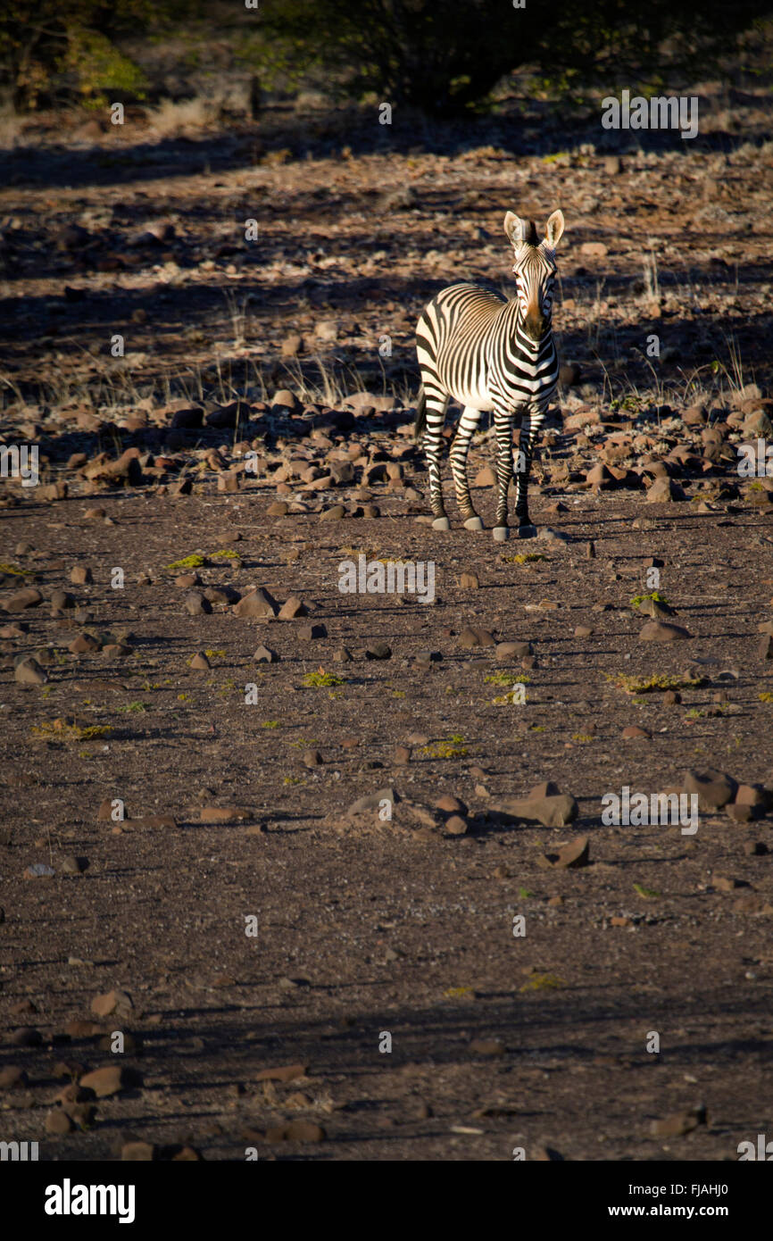 Zebra in the Palmwag concession Stock Photo Alamy