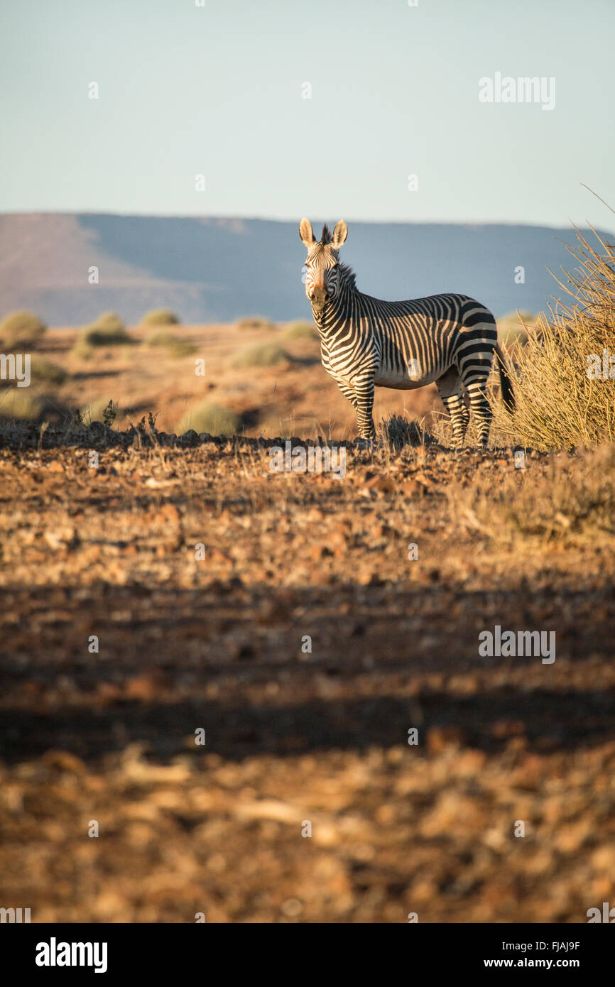 Zebra in the Palmwag concession Stock Photo Alamy