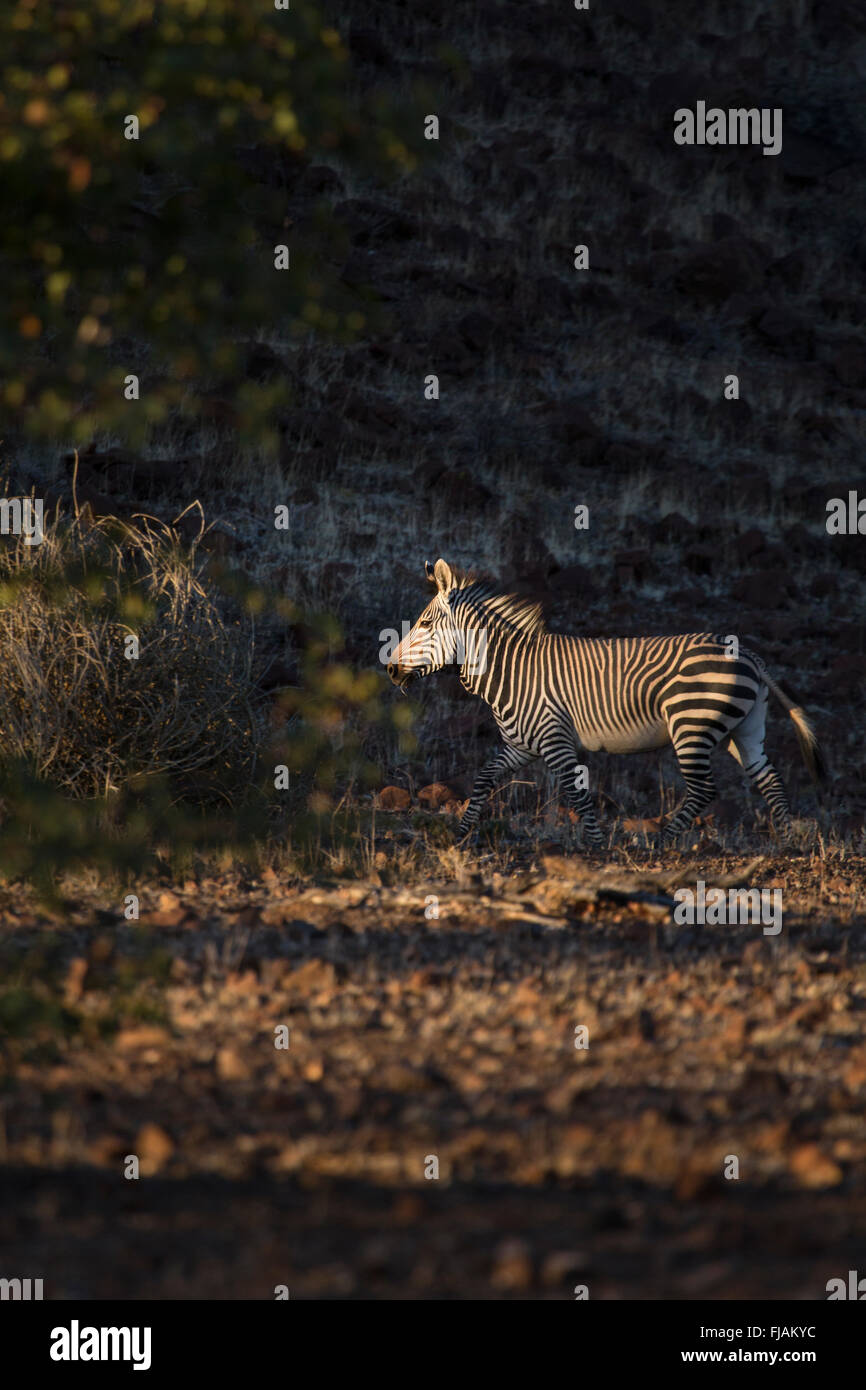 Zebra in the Palmwag concession Stock Photo Alamy
