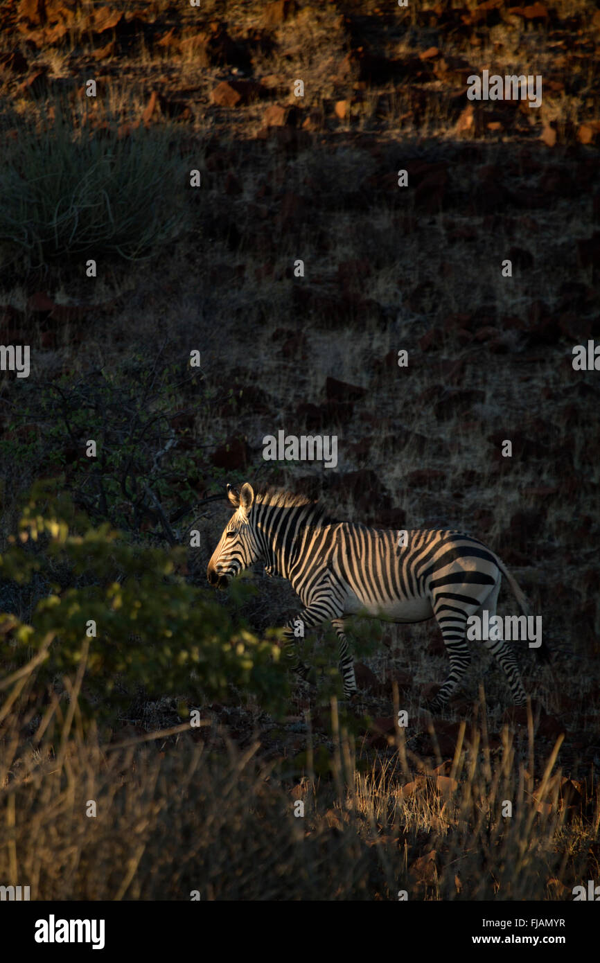 Zebra in the Palmwag concession Stock Photo Alamy