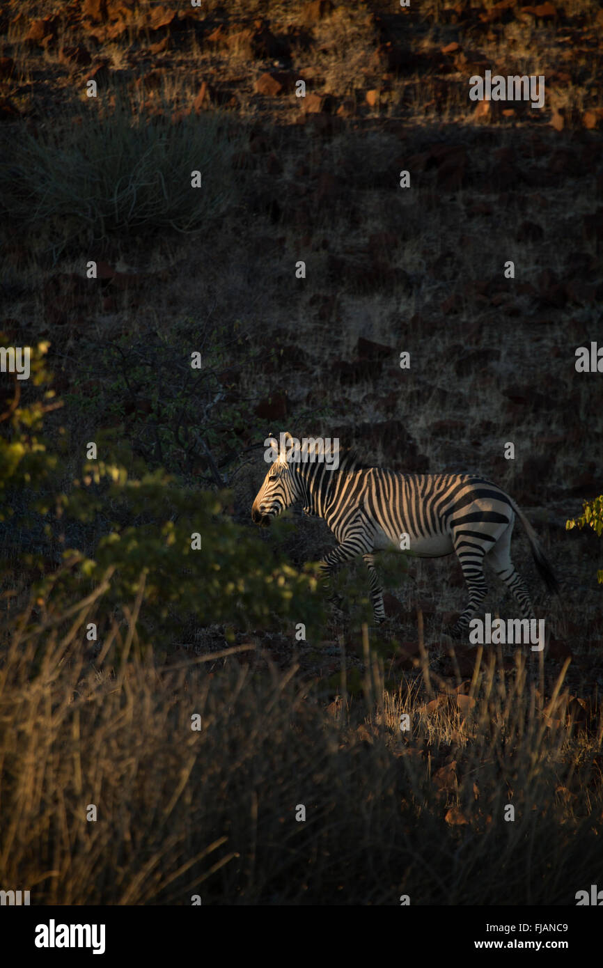 Zebra in the Palmwag concession Stock Photo Alamy