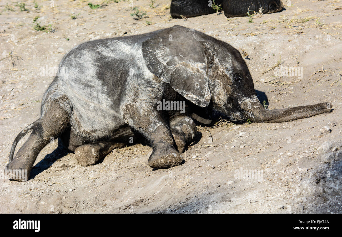 Cute adorable baby elephant laying down Stock Photo Alamy
