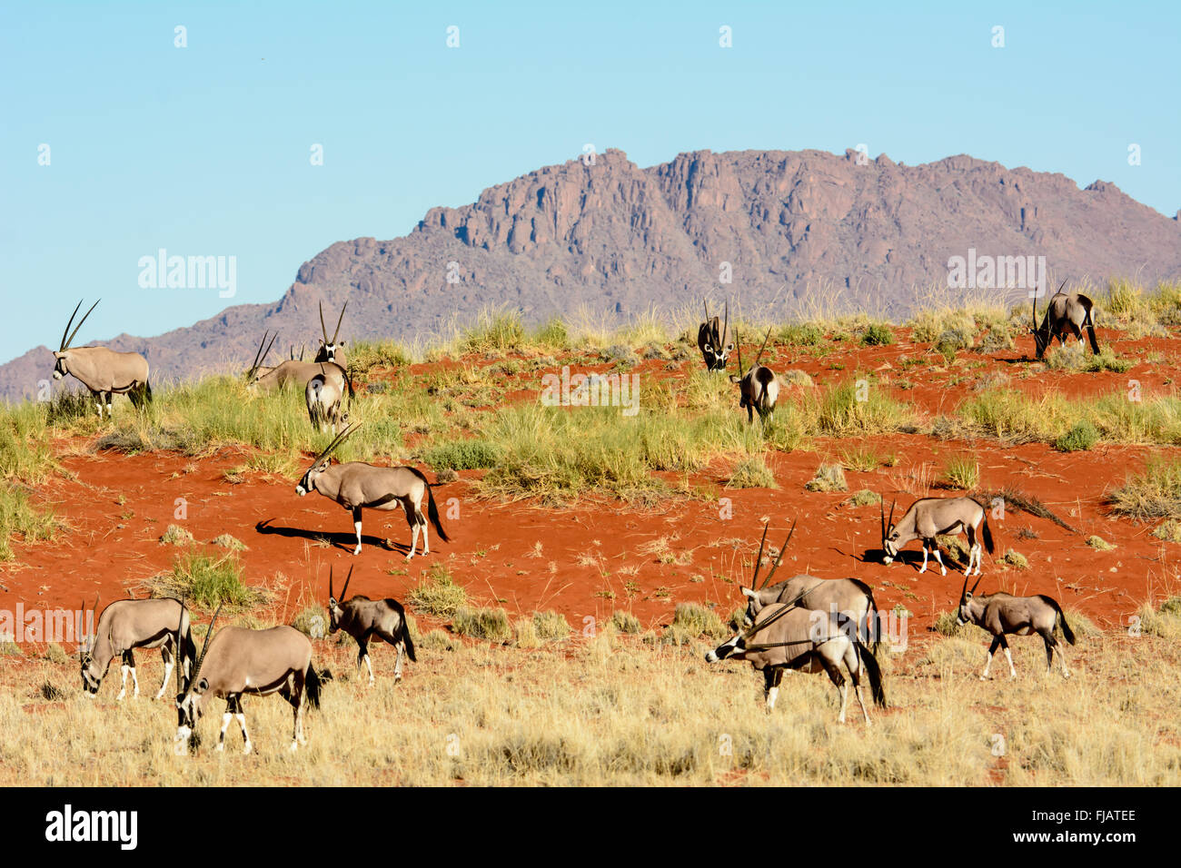 Gemsbok in sand dunes hi-res stock photography and images - Alamy