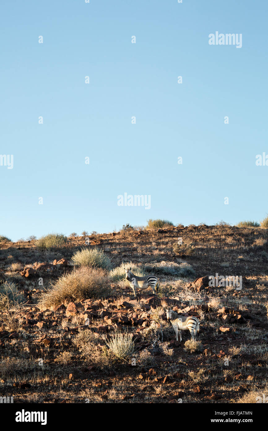 Zebra in the Palmwag concession Stock Photo Alamy