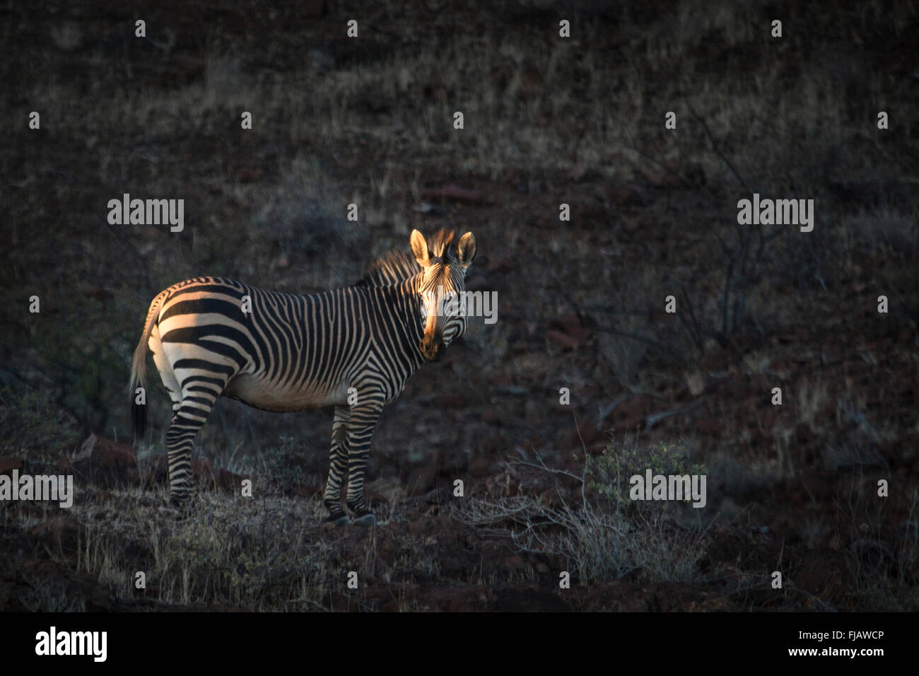 Zebra in the Palmwag concession Stock Photo Alamy