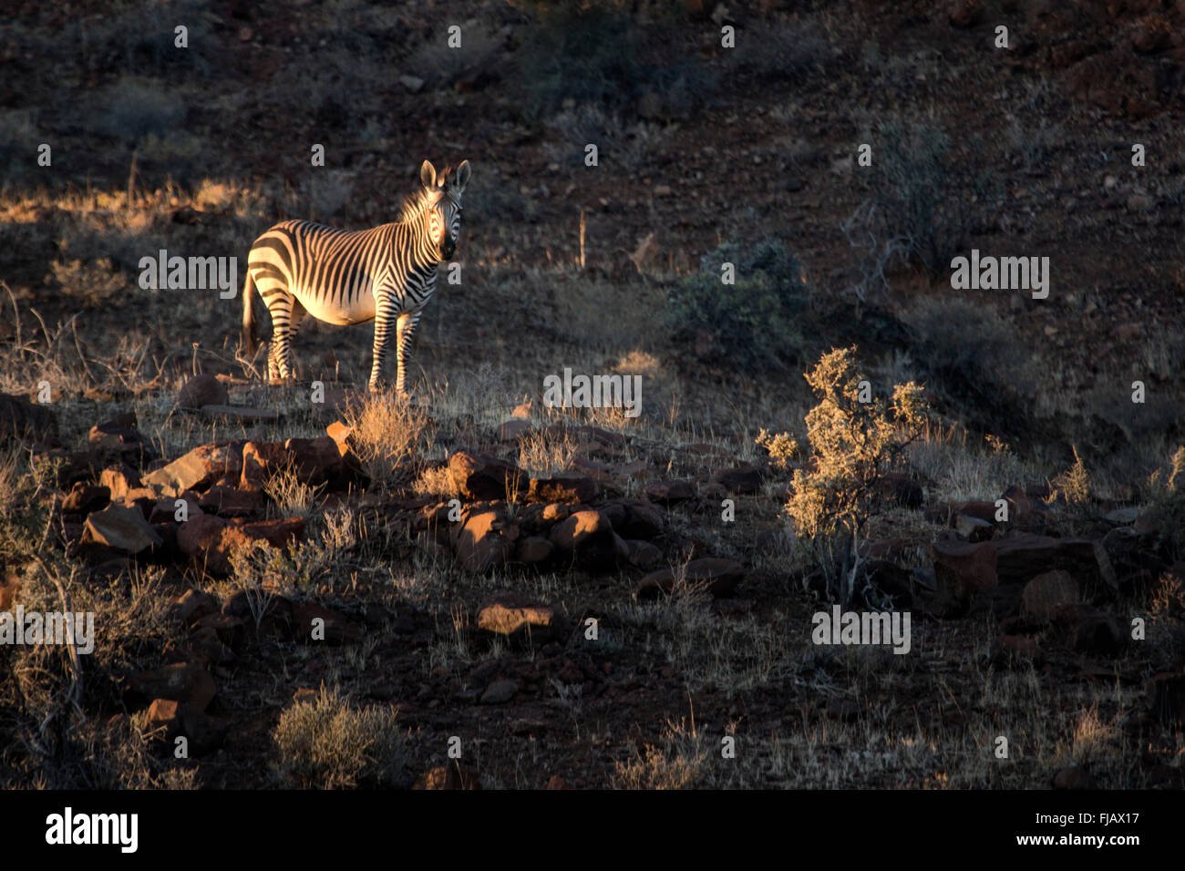 Zebra in the Palmwag concession Stock Photo Alamy