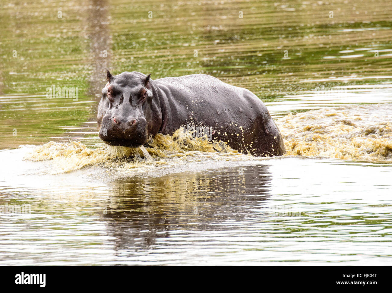 Hippo enjoying splashing around at the waterhole Stock Photo