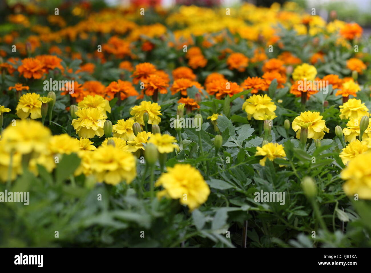 Orange and yellow marigolds amidst their greenery. Stock Photo