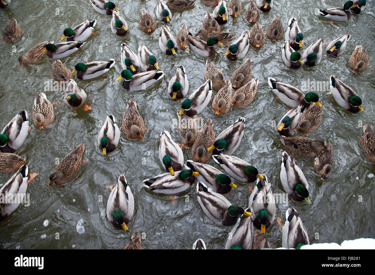Many mallards begging for food in a pond,photo from above Stock Photo