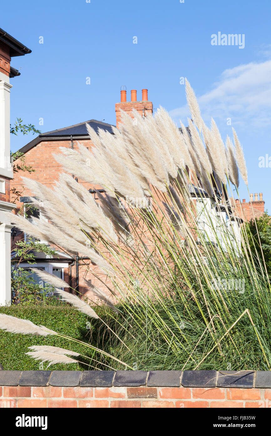 Pampas grass front garden hires stock photography and images Alamy