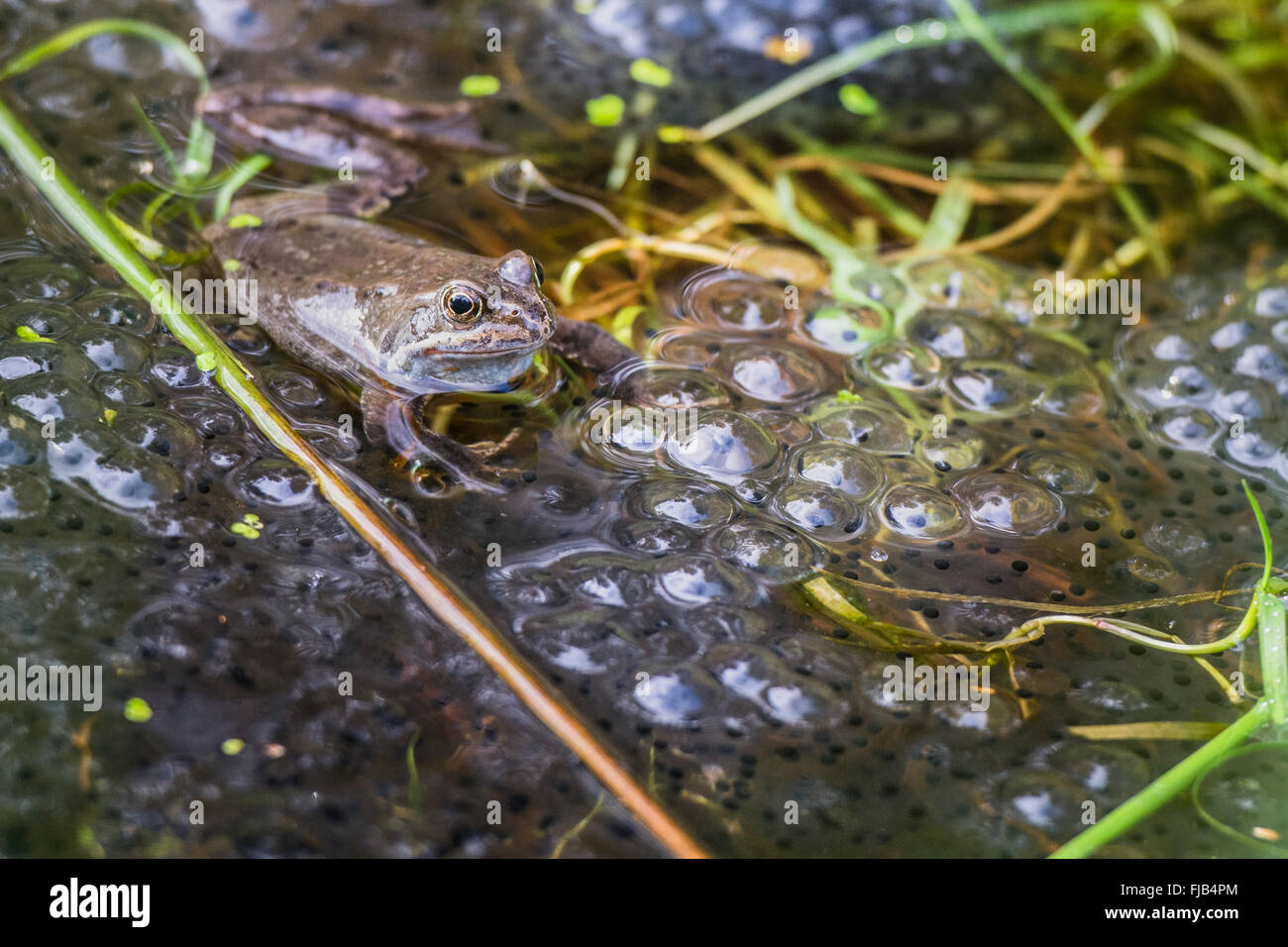 Common European Frog (Rana Temporaria) with spawn in grassy pool of water (taken in Wicklow, Ireland) Stock Photo