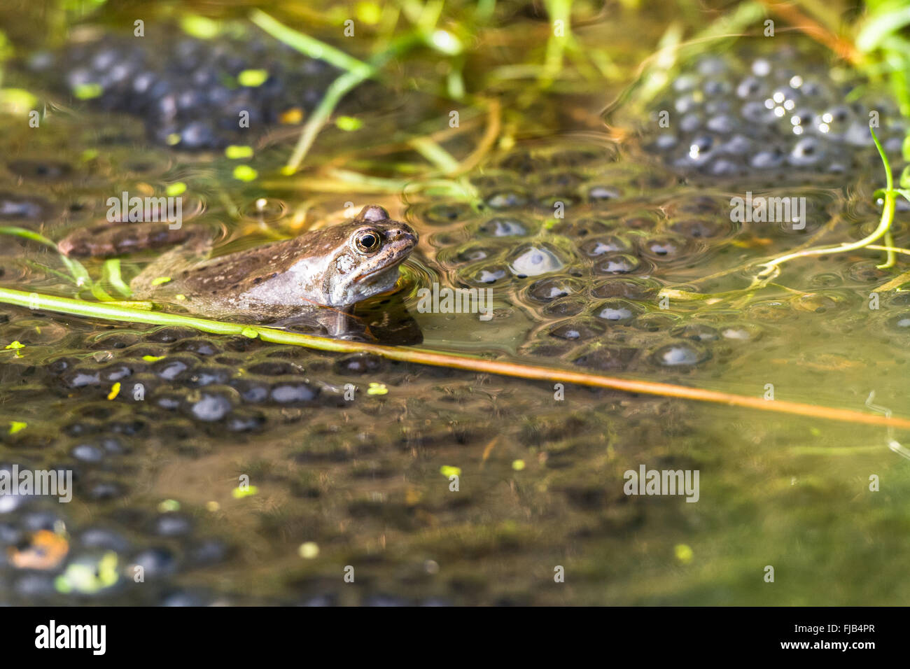 Common European Frog (Rana Temporaria) with spawn in grassy pool of