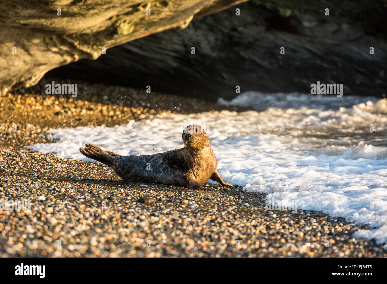 Grey Seal (Halichoerus grypus) hauled out on pebble beach in rocky cove
