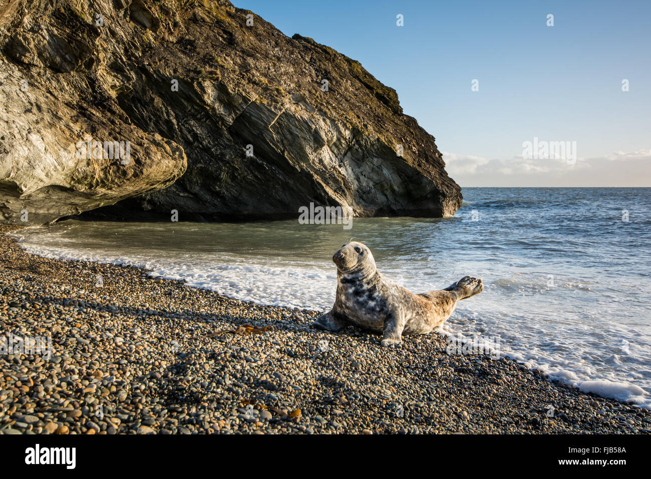 Grey Seal (Halichoerus grypus) hauled out on pebble beach in rocky cove
