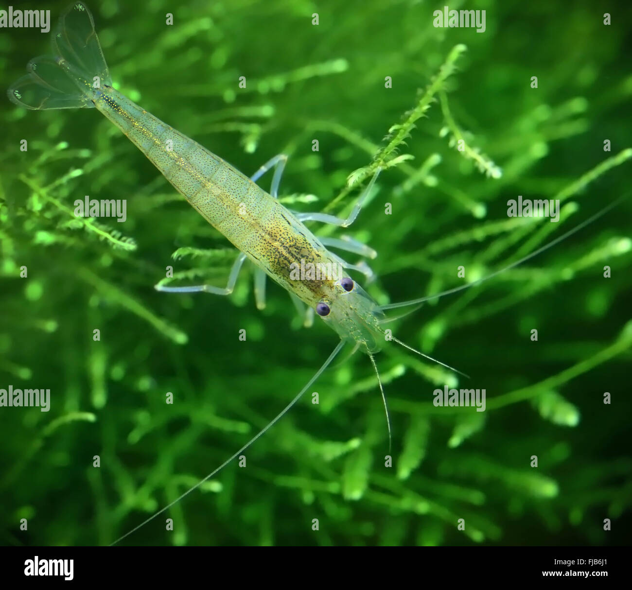 Yamato shrimp on java moss in a planted aquarium Stock Photo