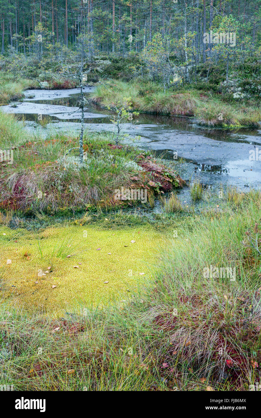 Wetlands in fall, Sweden Stock Photo Alamy