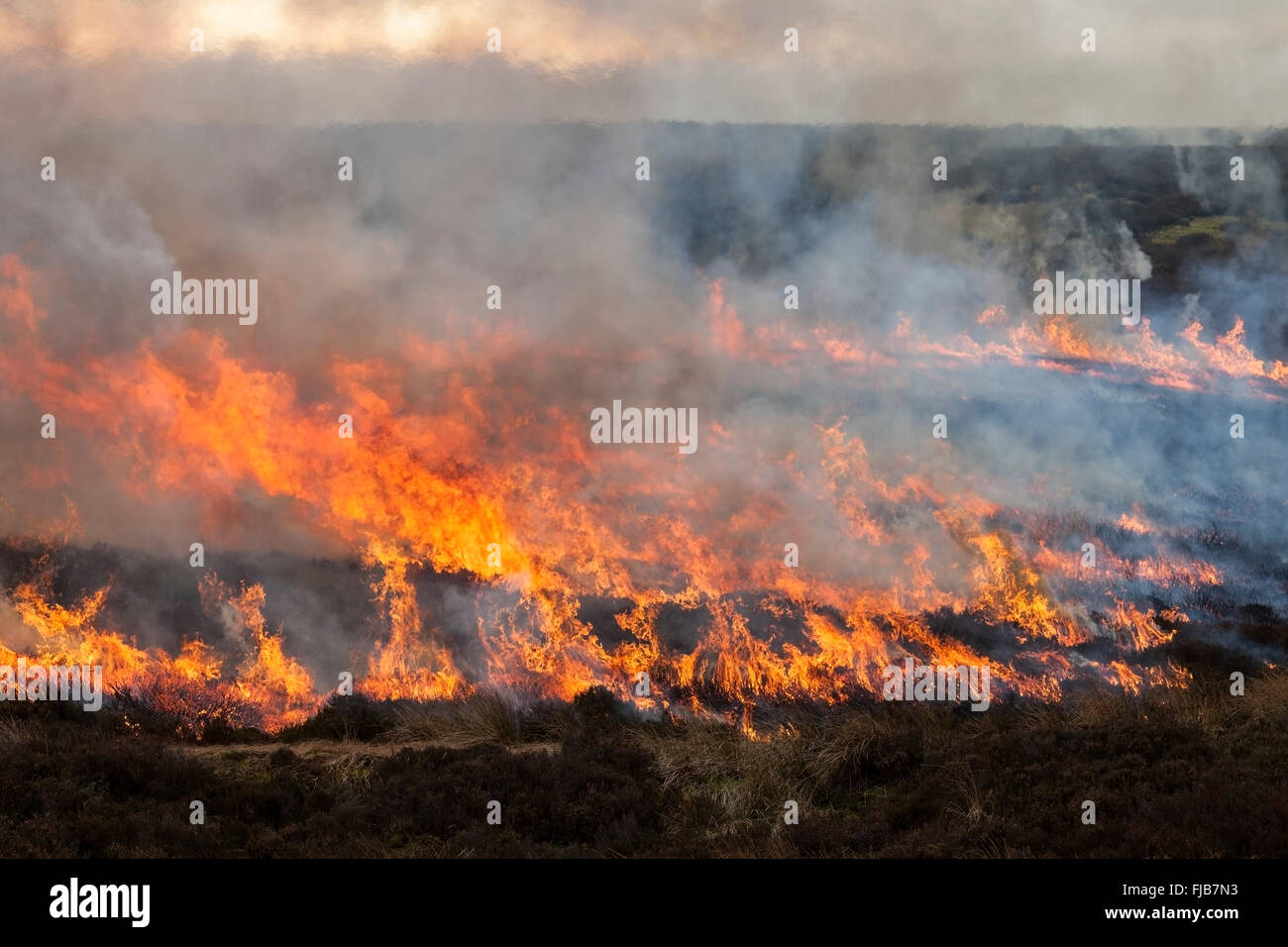 Fire Sweeping Across Moorland During Controlled Heather Burning in the North Pennines England UK Stock Photo
