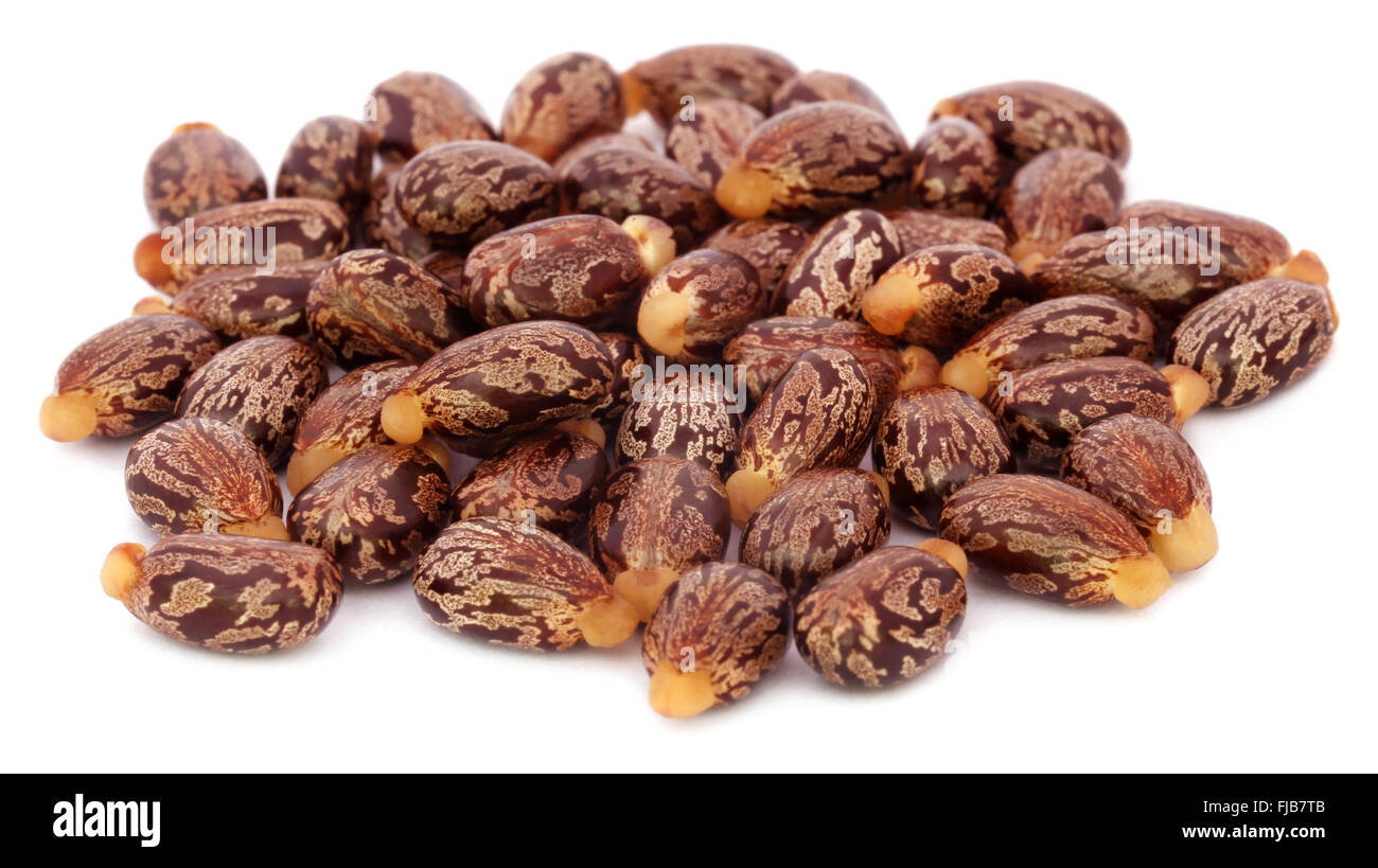 Castor beans over white background Stock Photo Alamy