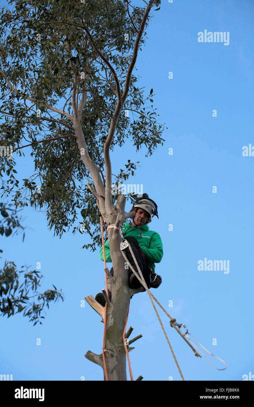 Tree Felling Stock Photo