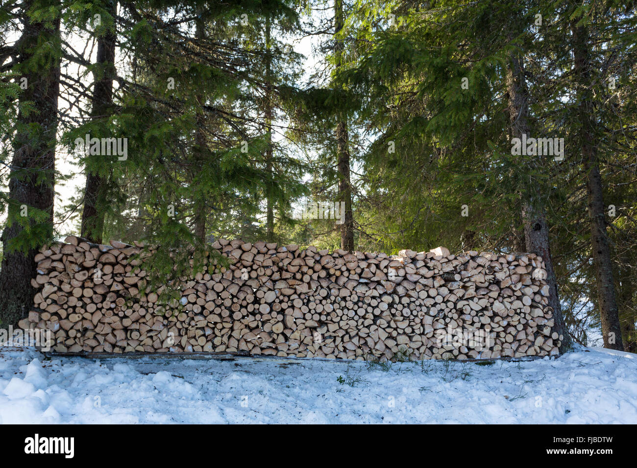 Large freshly chopped wood pile in the shade in the forest North of Oslo Stock Photo