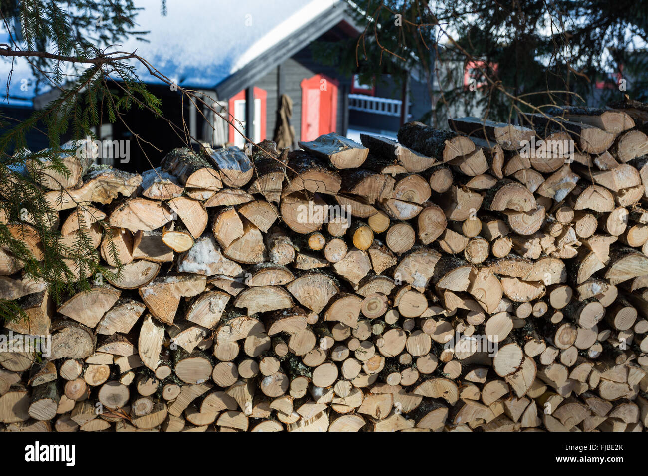 Close up of freshly chopped wood pile with a cabin in the background in the forest North of Oslo Stock Photo
