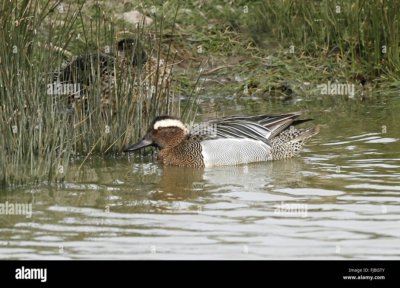 Teich bird reserve hires stock photography and images Alamy