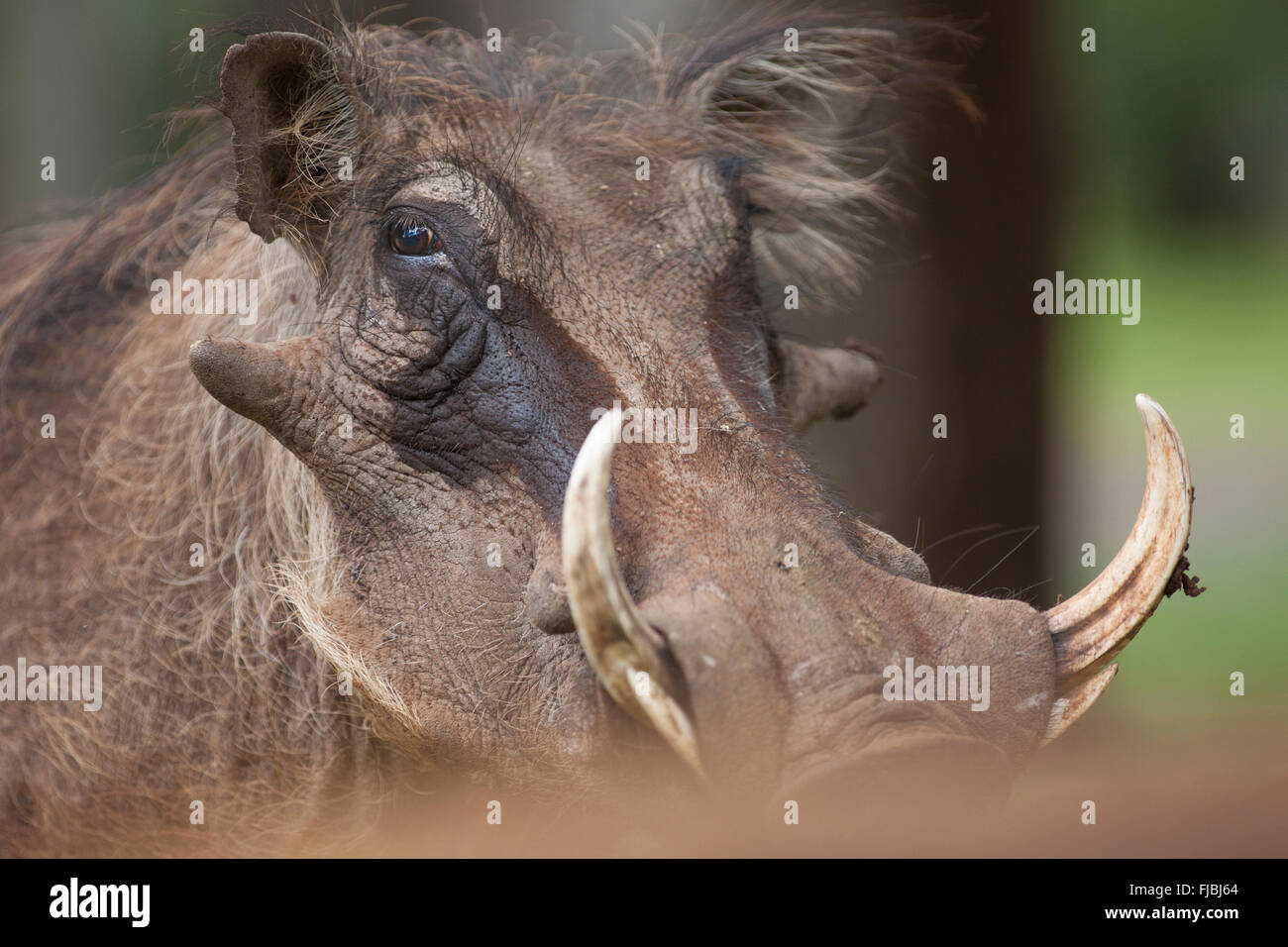 Warthog head Stock Photo