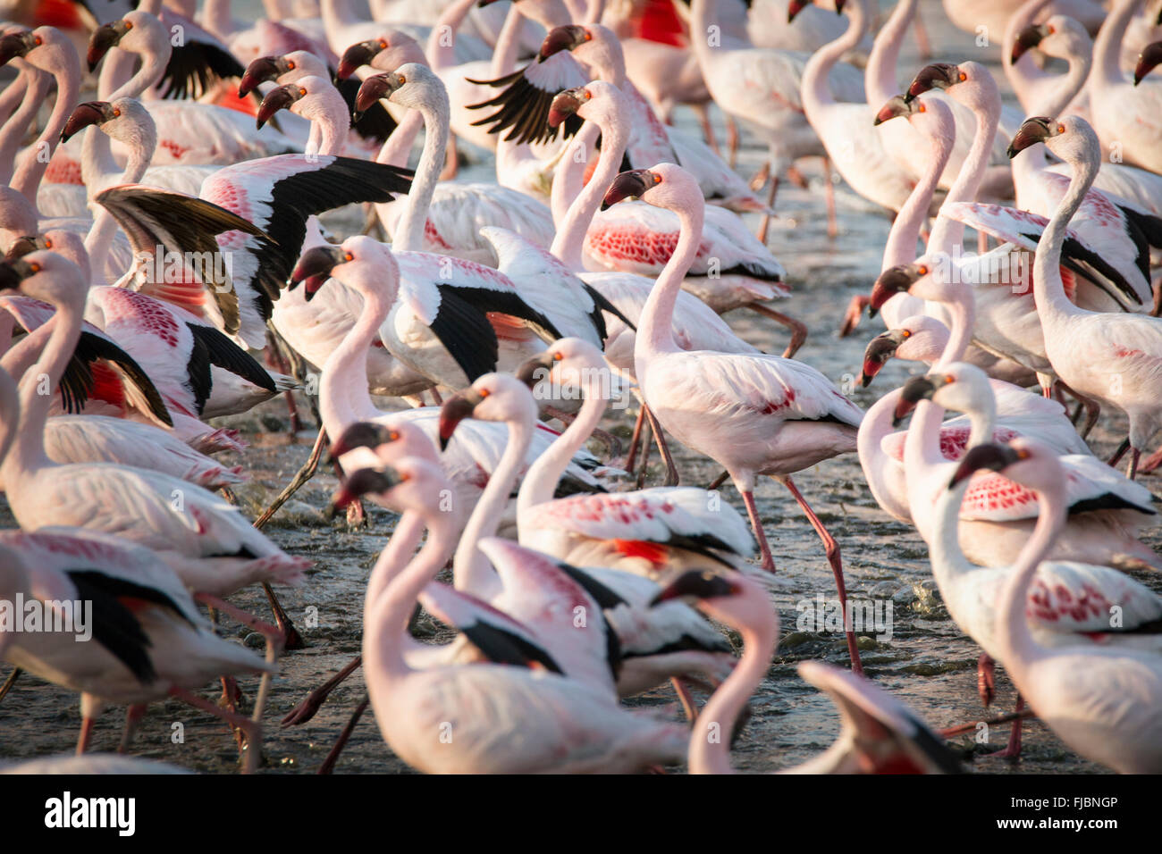 Flamingos at the Walvis Bay wetland Stock Photo